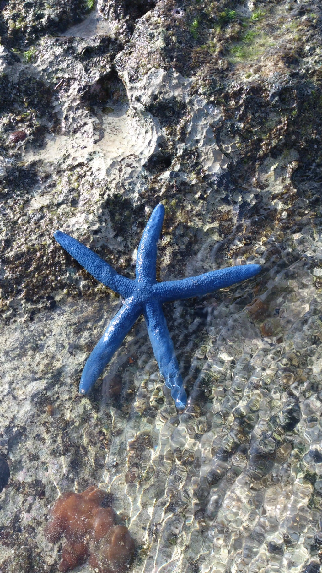 小琉球暮澄 - 行程 - 海星生態觀察